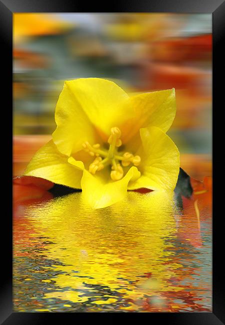 Floral Digital Art Framed Print by David French