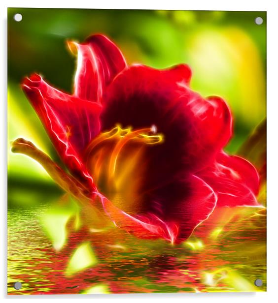 Floral Digital Art Acrylic by David French