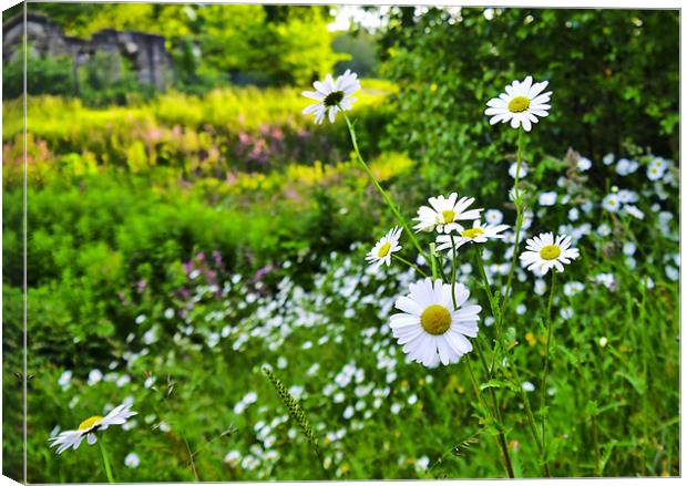 Daisy Field Canvas Print by Buster Brown