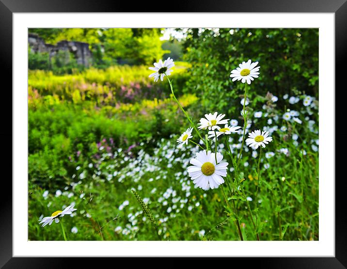 Daisy Field Framed Mounted Print by Buster Brown