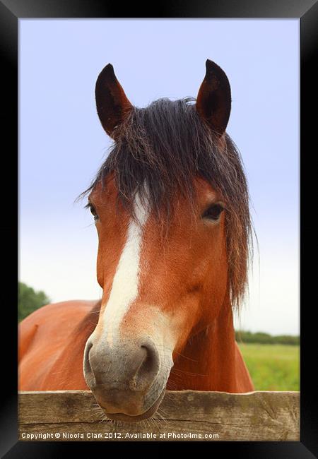 Horse Portrait Framed Print by Nicola Clark
