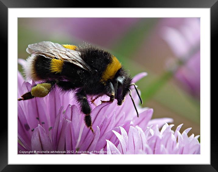 Busy Bee Framed Mounted Print by michelle whitebrook