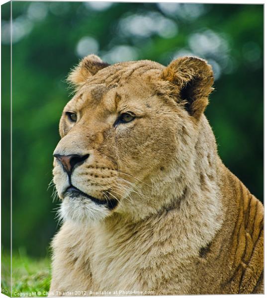 The Lioness Female Lion Canvas Print by Chris Thaxter