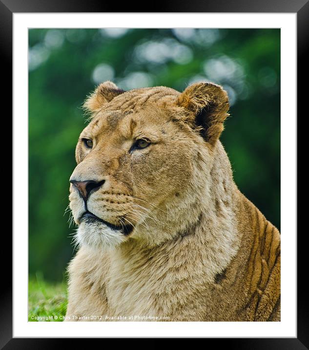 The Lioness Female Lion Framed Mounted Print by Chris Thaxter