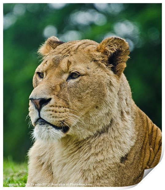 The Lioness Female Lion Print by Chris Thaxter