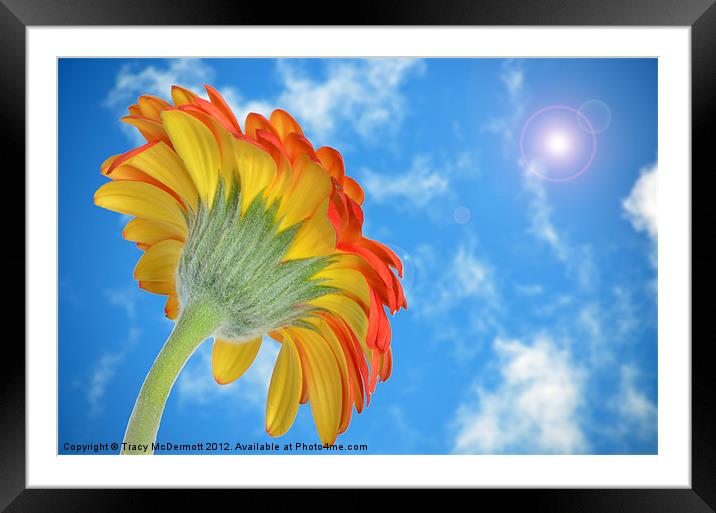 Gerbera under sunny blue sky. Framed Mounted Print by Tracy McDermott