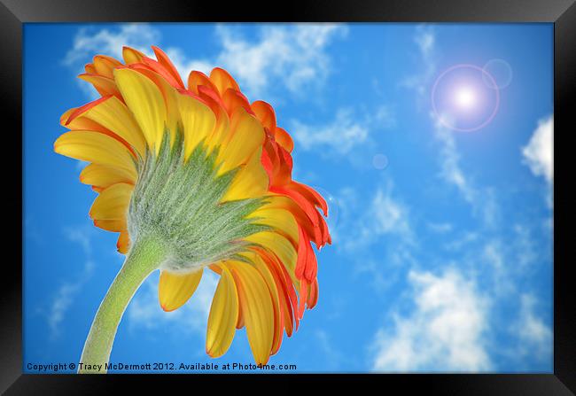 Gerbera under sunny blue sky. Framed Print by Tracy McDermott