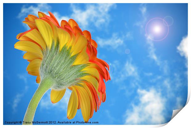 Gerbera under sunny blue sky. Print by Tracy McDermott