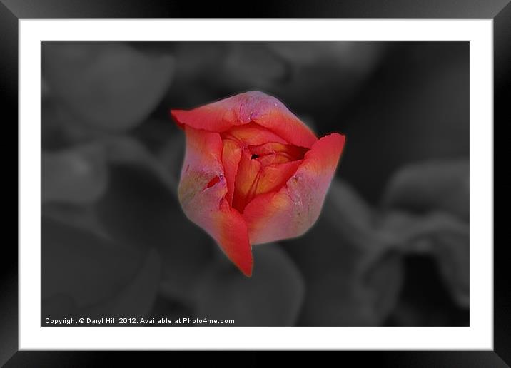 Red Tulip Bud on Gray Framed Mounted Print by Daryl Hill