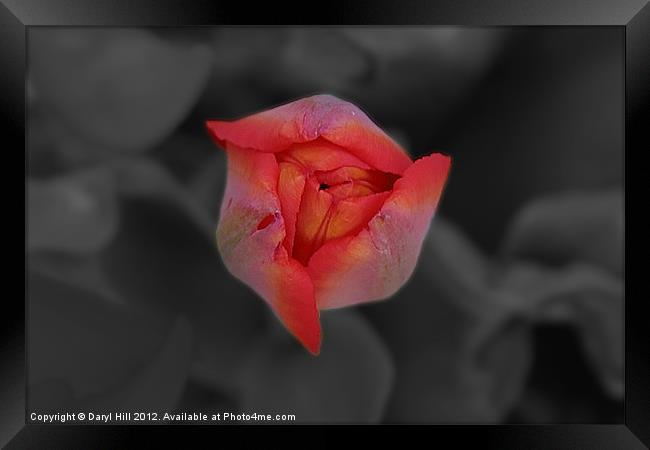 Red Tulip Bud on Gray Framed Print by Daryl Hill