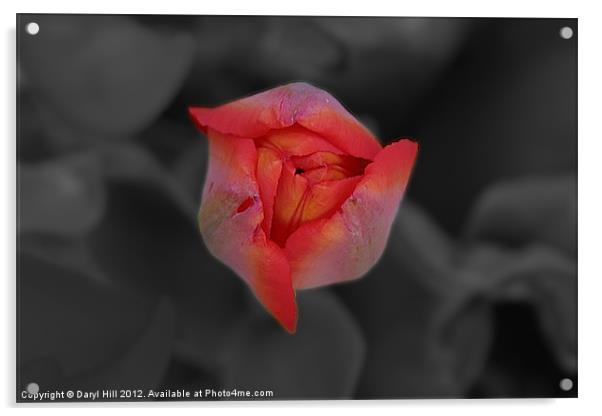 Red Tulip Bud on Gray Acrylic by Daryl Hill