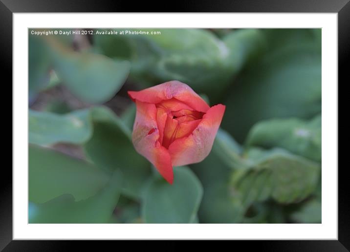 Red Tulip Bud on Natural Framed Mounted Print by Daryl Hill