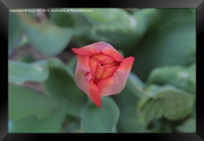 Red Tulip Bud on Natural Framed Print by Daryl Hill