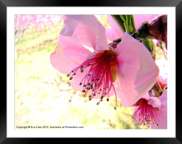 Peach Blossom Framed Mounted Print by Eva Kato