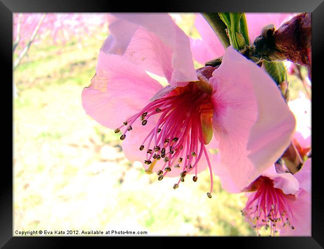 Peach Blossom Framed Print by Eva Kato