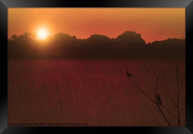 SUMMER SUNSET Framed Print by Tom York