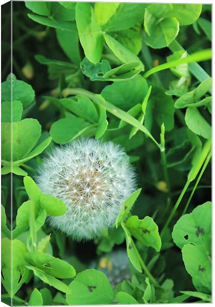 Dandelion Seed Canopy Among Clover Canvas Print by Adrian Wilkins