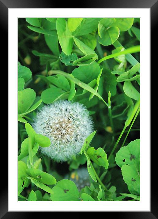 Dandelion Seed Canopy Among Clover Framed Mounted Print by Adrian Wilkins