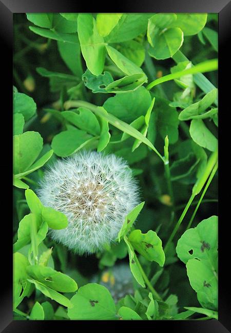 Dandelion Seed Canopy Among Clover Framed Print by Adrian Wilkins