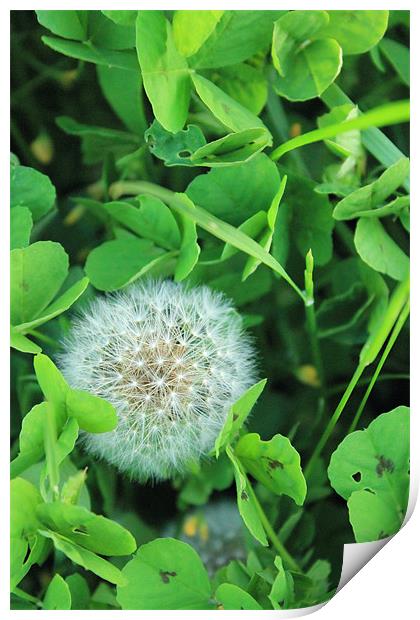 Dandelion Seed Canopy Among Clover Print by Adrian Wilkins