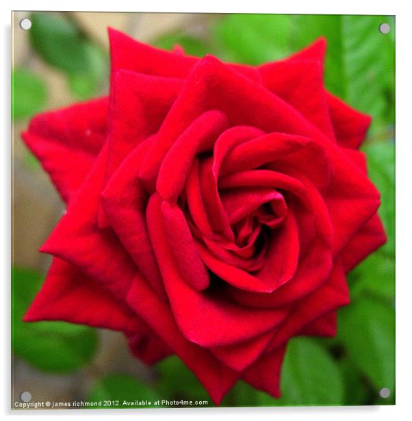 Dusky Red Rose Acrylic by james richmond