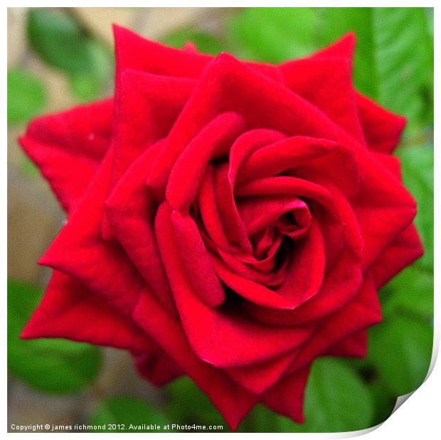 Dusky Red Rose Print by james richmond