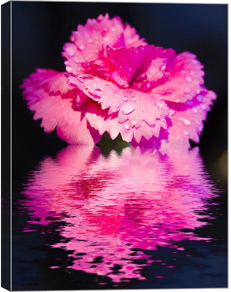 Floral Digital Art Pinks Canvas Print by David French