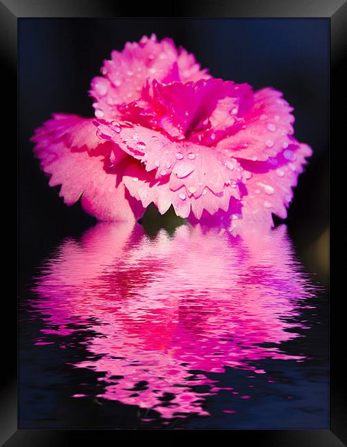 Floral Digital Art Pinks Framed Print by David French
