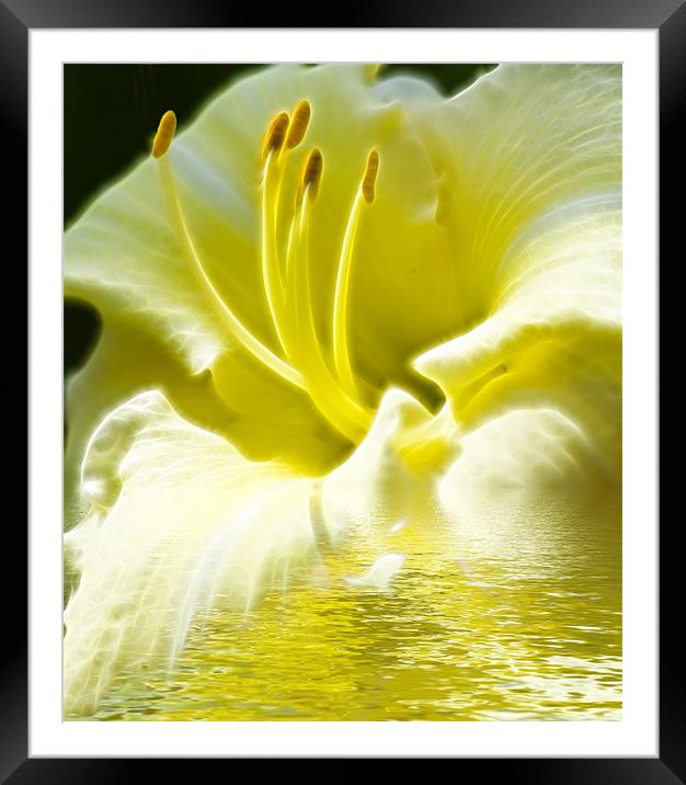 Floral Digital Art Framed Mounted Print by David French