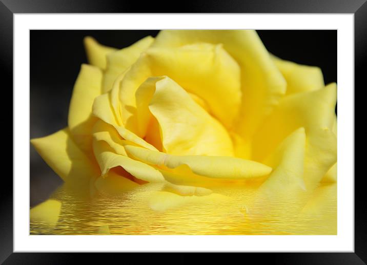 Floral Digital Art rose Framed Mounted Print by David French
