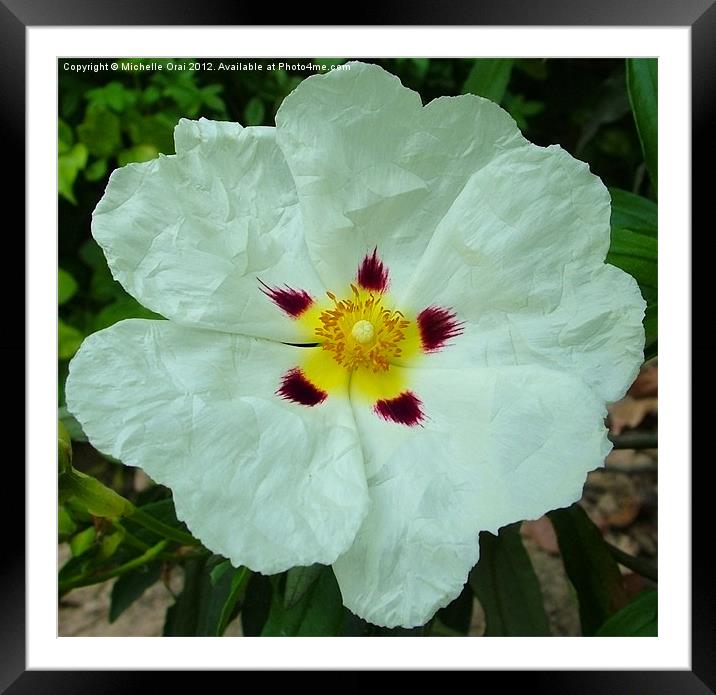 White Poppy Framed Mounted Print by Michelle Orai