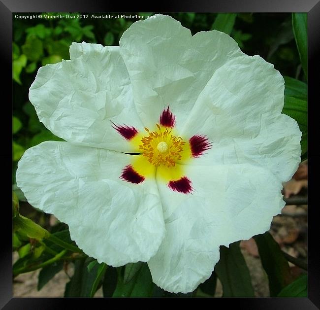 White Poppy Framed Print by Michelle Orai