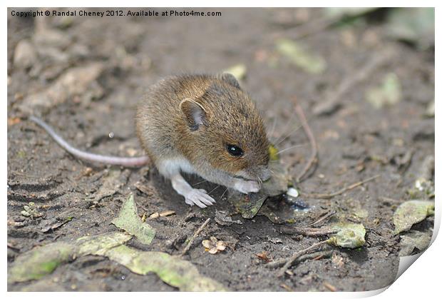 Field Mouse Print by Randal Cheney