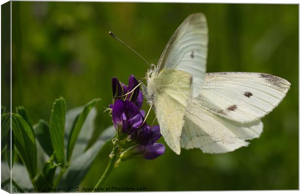 white butterfly Canvas Print by Jo Beerens