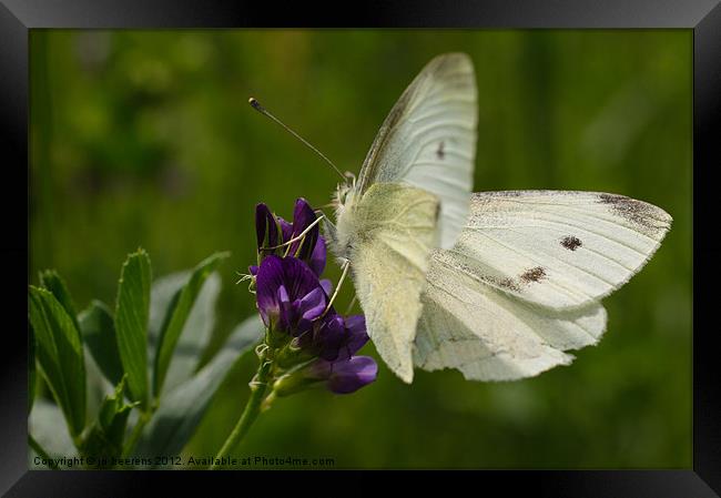 white butterfly Framed Print by Jo Beerens