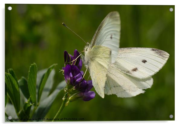 white butterfly Acrylic by Jo Beerens