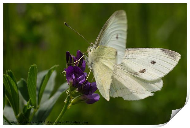 white butterfly Print by Jo Beerens