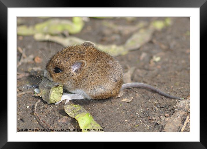 Field Mouse Framed Mounted Print by Randal Cheney