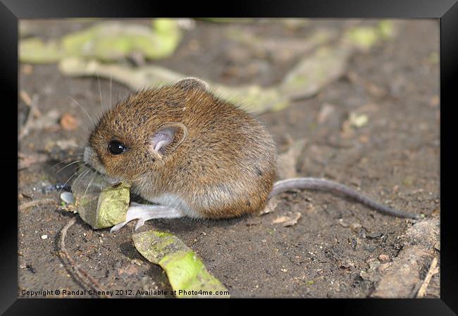 Field Mouse Framed Print by Randal Cheney