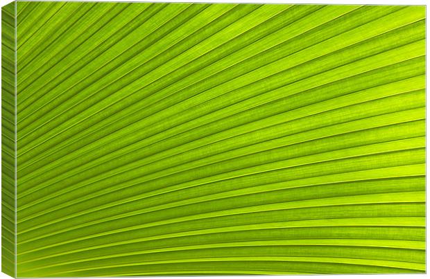 Green Leaf Abstract Background Canvas Print by Richard  Fox