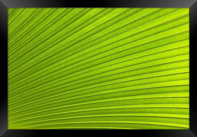 Green Leaf Abstract Background Framed Print by Richard  Fox