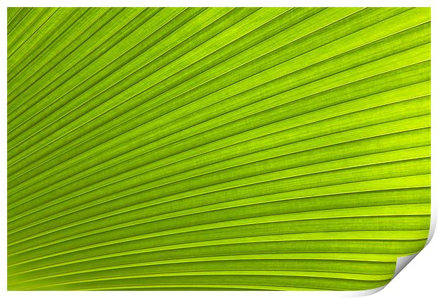 Green Leaf Abstract Background Print by Richard  Fox