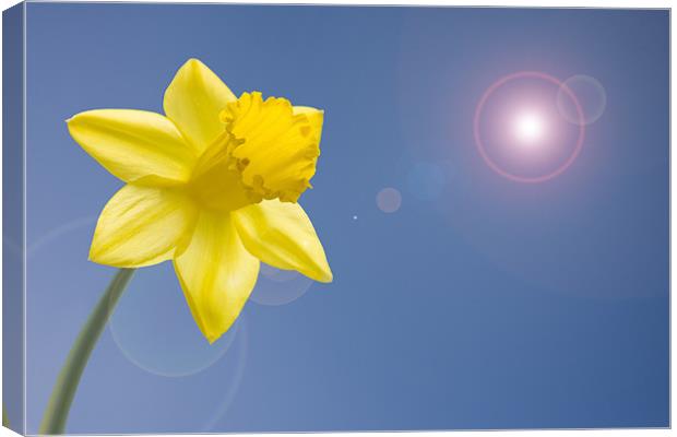 Daffodil blue sky lens flare Canvas Print by Richard  Fox