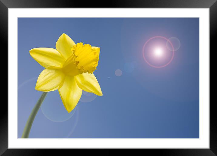 Daffodil blue sky lens flare Framed Mounted Print by Richard  Fox