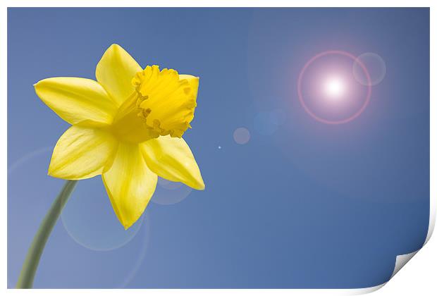 Daffodil blue sky lens flare Print by Richard  Fox