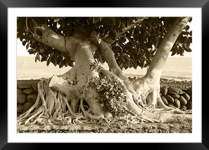 Ficus tree growing over wall, La Gomera, Canary Is Framed Mounted Print by Phil Crean