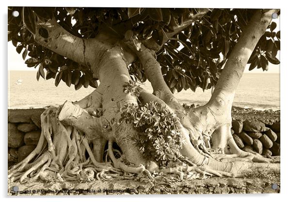 Ficus tree growing over wall, La Gomera, Canary Is Acrylic by Phil Crean