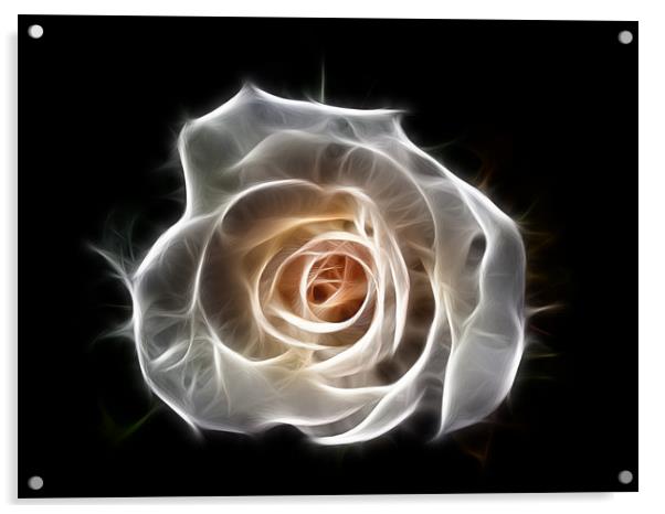 Rose of Light Acrylic by Bel Menpes