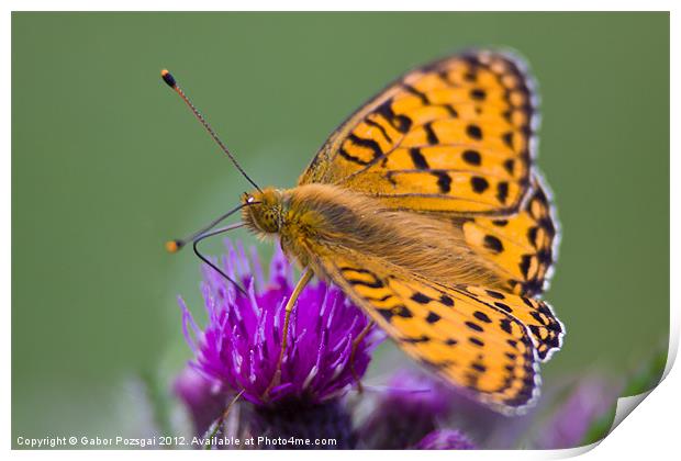 Dark Green Fritillary (Argynnis aglaja) Print by Gabor Pozsgai