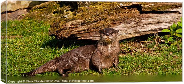Oriental Otter Canvas Print by Chris Thaxter